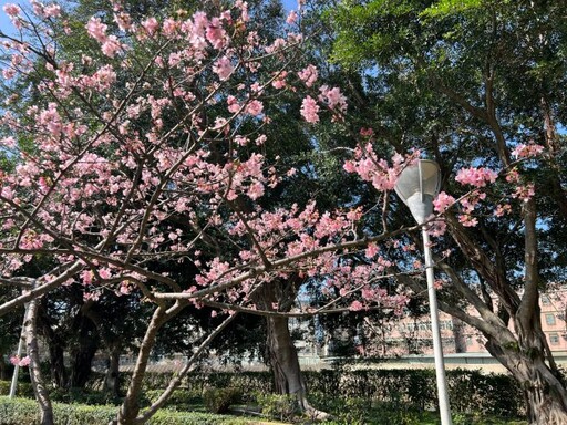 櫻花季報到！桃園環保局曝「這些地方」空氣清新又能賞櫻