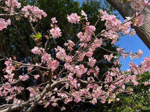 櫻花季報到！桃園環保局曝「這些地方」空氣清新又能賞櫻