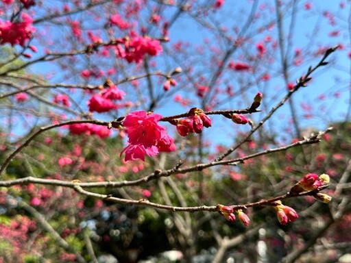 櫻花季報到！桃園環保局曝「這些地方」空氣清新又能賞櫻