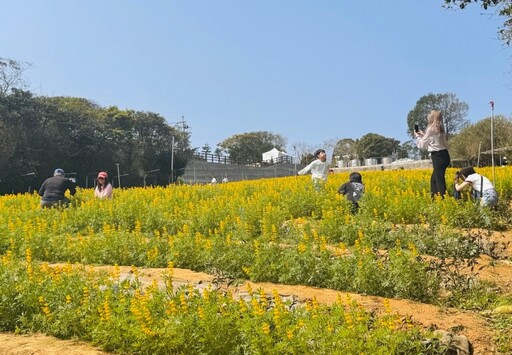 桃園魯冰花季盛大開幕 全台最大12公頃花海在龍潭