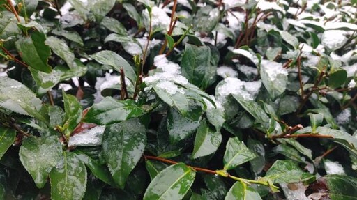 復興上巴陵罕見降3月雪 農業局曝果園、茶園受影響範圍