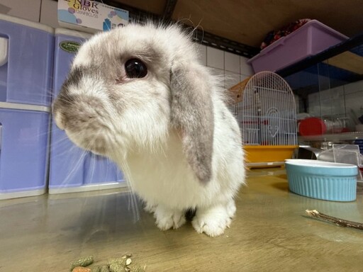 桃園動保處特殊寵物認養3/29登場 給垂耳兔、天竺鼠、鸚鵡溫暖的家