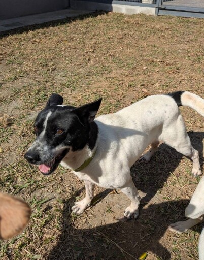 桃園公私協力把關遊蕩犬見成效 絕育數破9400列北台灣第一
