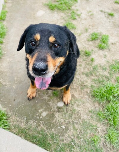 鼓勵領養代替購買!桃園動保園區認養犬貓享免費傳染病預防措施、遺體火化服務