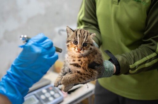 石虎寶寶名字由你來決定!動物園邀各界參與命名