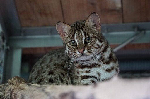 石虎寶寶名字由你來決定!動物園邀各界參與命名