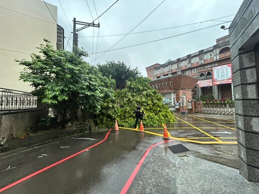 龜山幸福國小前路樹倒塌 連根拔起阻擋交通警方疏導中