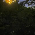 桃園水務局山豬湖賞螢活動獲熱烈回響 報名開放即秒殺