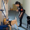 世壯運壁球賽場全面安檢 蘆竹分局攜警犬排除危害確保萬全