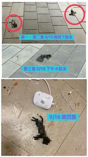 蘆竹社宅頻傳幼貓墜樓 破門驚見幼貓、鴿子屍體
