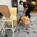 置物櫃也不放過！警犬蒟蒻、CoCo出動維護世壯運安全