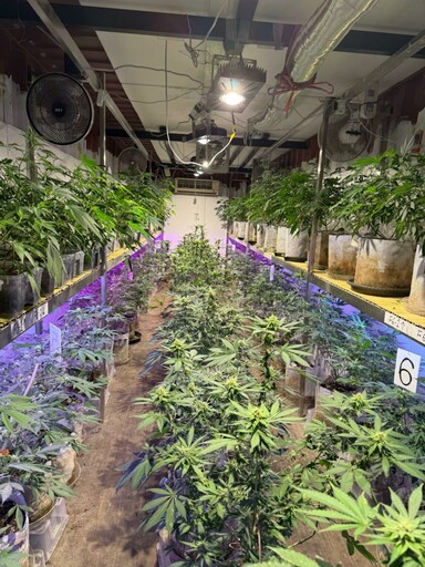 桃警查獲開心農場!他靠有「雞」栽培讓大麻植株長到半個成人高
