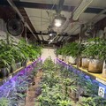 桃警查獲開心農場！他靠有「雞」栽培讓大麻植株長到半個成人高