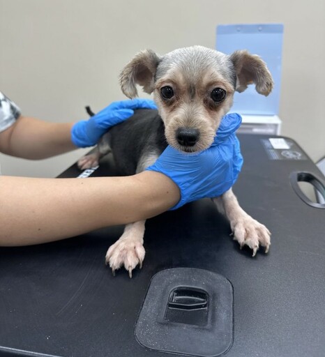 貨櫃屋內疑藏非法犬隻繁殖場 桃園動保處:最高可罰300萬