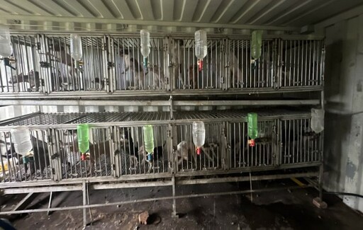 貨櫃屋內疑藏非法犬隻繁殖場 桃園動保處:最高可罰300萬