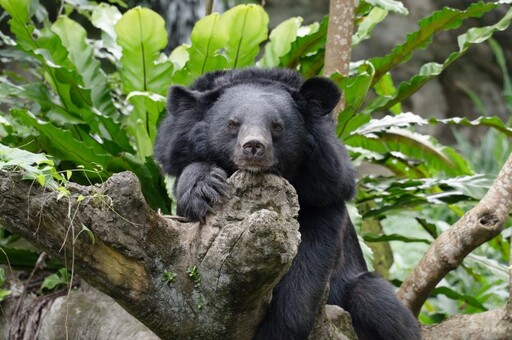 動物園暑期營隊5/31報名開跑 夜宿體驗留下難忘回憶