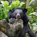 動物園暑期營隊5/31報名開跑 夜宿體驗留下難忘回憶