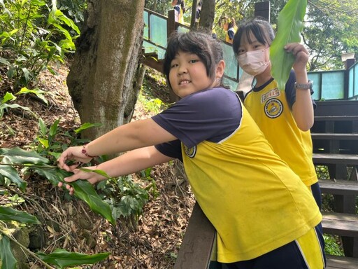 連粽葉都自己摘!龜山自強國小結合生命及環境教育 學童體驗包粽子樂趣