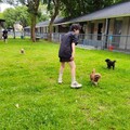 桃園打造友善毛孩城市獲好評 全台首座公立寵物游泳池這時開放