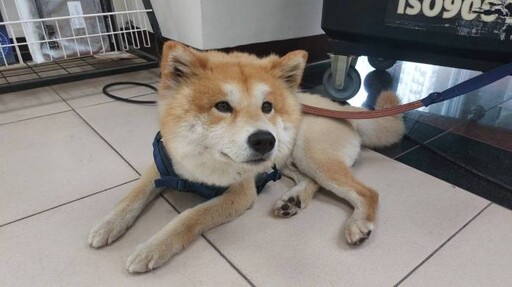 柴犬深夜街頭遊蕩 民眾協助送警尋找飼主