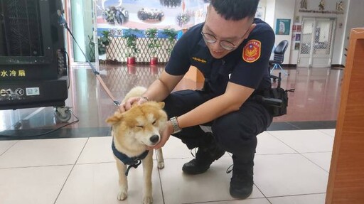 柴犬深夜街頭遊蕩 民眾協助送警尋找飼主