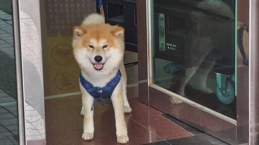 柴犬深夜街頭遊蕩 民眾協助送警尋找飼主