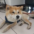 柴犬深夜街頭遊蕩 民眾協助送警尋找飼主