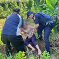 平鎮7旬嬤失蹤一夜 倒臥田埂間被尋獲