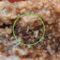 科技廠團膳驚見蛆蟲照曝光 員工爆料：已反應過多次