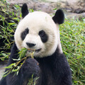大貓熊家族迎生日 動物園舉辦派對活動