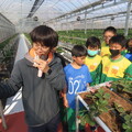 草莓園也能當教室！廣興國小結合青農打造在地特色課程