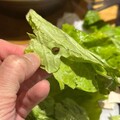 桃園「兩餐」遭爆食材發黑發霉 民眾用餐後嘔吐送醫