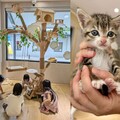 養貓前5個關鍵準備！桃園動保處：多互動、快健檢、早接種