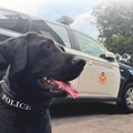 守護毛英雄健康出勤 桃園首推警消犬健康照護計畫