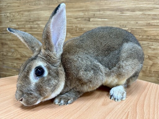 桃園動保處7/5前進寵物用品展 超萌犬貓、鳥類、兔子等你認養