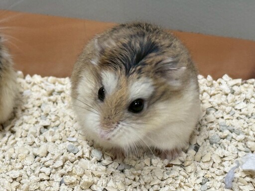桃園動保處7/5前進寵物用品展 超萌犬貓、鳥類、兔子等你認養