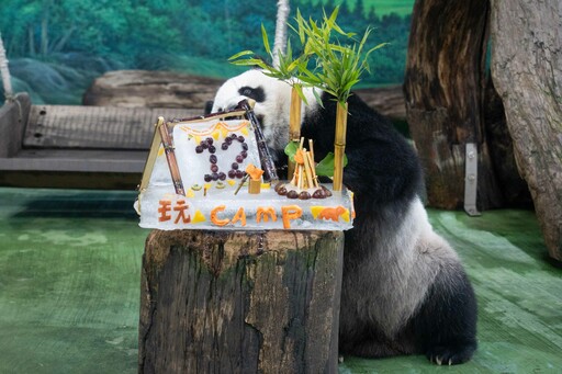大貓熊圓仔12歲生日 動物園送「露營冰蛋糕」慶生超萌吸睛