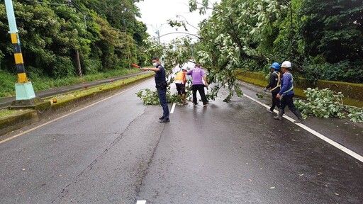 丹娜絲吹倒路樹 龍潭警及時排除恢復道路通行