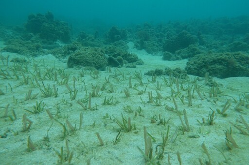 助攻永續海洋願景 海委會2藍碳方法學獲環境部審議通過