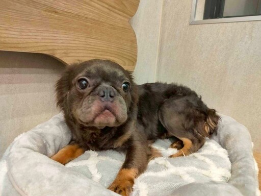 不肖業者非法繁殖挨罰26萬 桃園動保處扣留犬隻今起開放首波認養