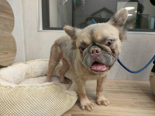 不肖業者非法繁殖挨罰26萬 桃園動保處扣留犬隻今起開放首波認養