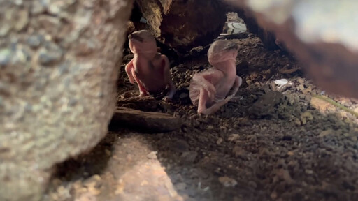 動物園笑翠鳥家族迎接新成員 全家攜手呵護「菜鳥寶寶」