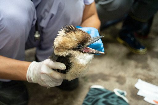 動物園笑翠鳥家族迎接新成員 全家攜手呵護「菜鳥寶寶」