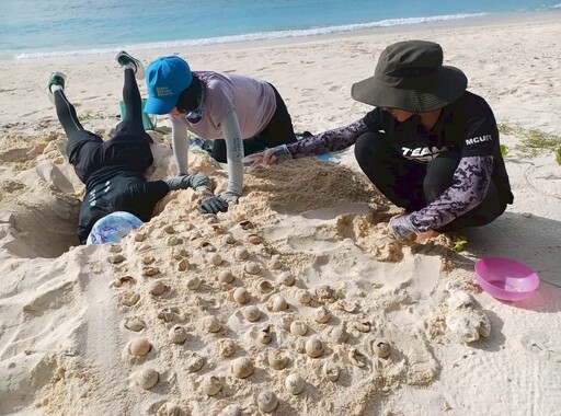 全台海龜棲地產卵數量創近年新高 海保署籲攜手建立友善行動意識