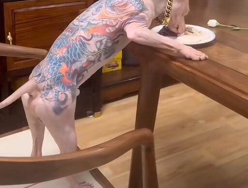 亞洲寵物展驚見無毛犬「全身刺青」飼主竟炫耀:沒打麻藥全程清醒