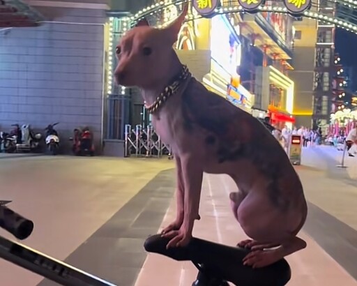 亞洲寵物展驚見無毛犬「全身刺青」飼主竟炫耀:沒打麻藥全程清醒