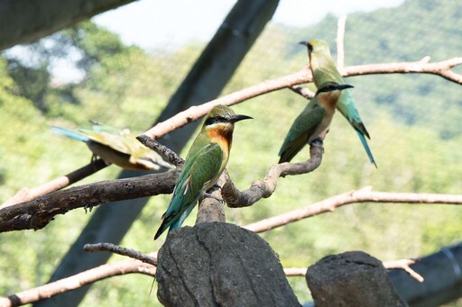 動物園首次成功自然繁殖栗喉蜂虎 「菜鳥」離巢飛翔