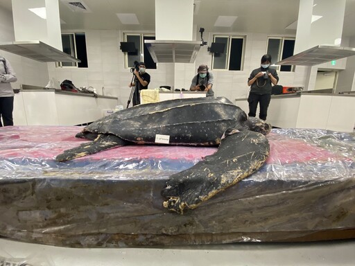 海科館展出稀有「革龜標本」 製作過程極具挑戰