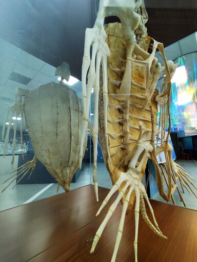 海科館展出稀有「革龜標本」 製作過程極具挑戰