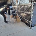 桃園警犬前進珍珠海岸國際音樂節 確保活動順利進行